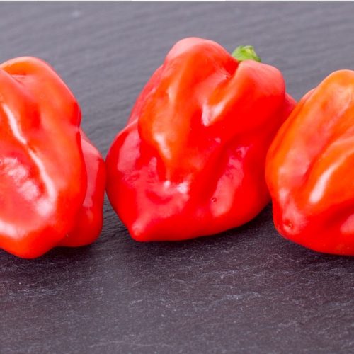 About Scotch Bonnet Pepper