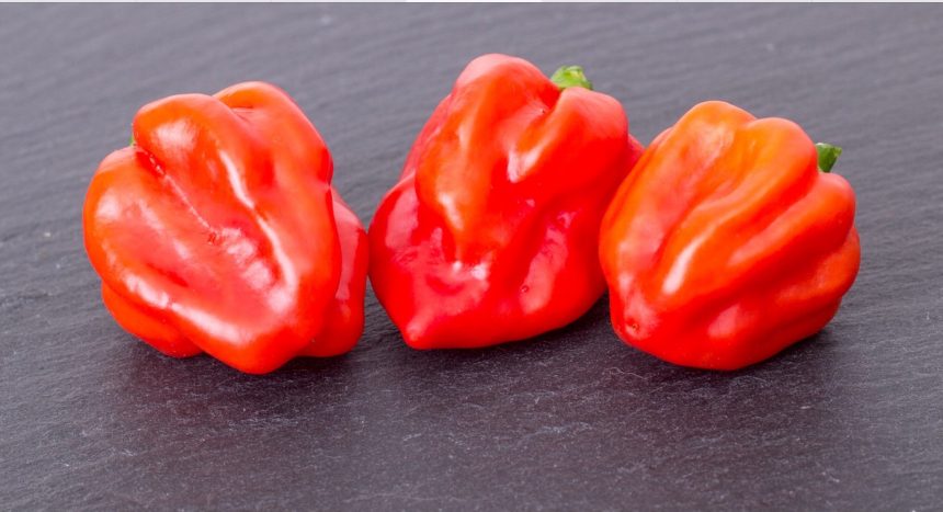 About Scotch Bonnet Pepper